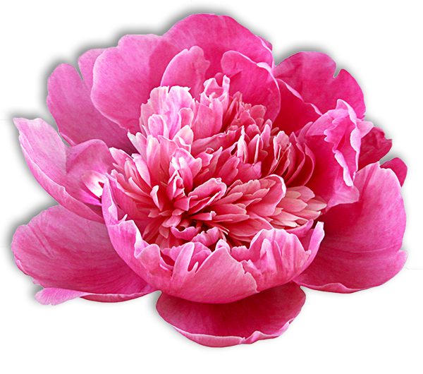 pivoine